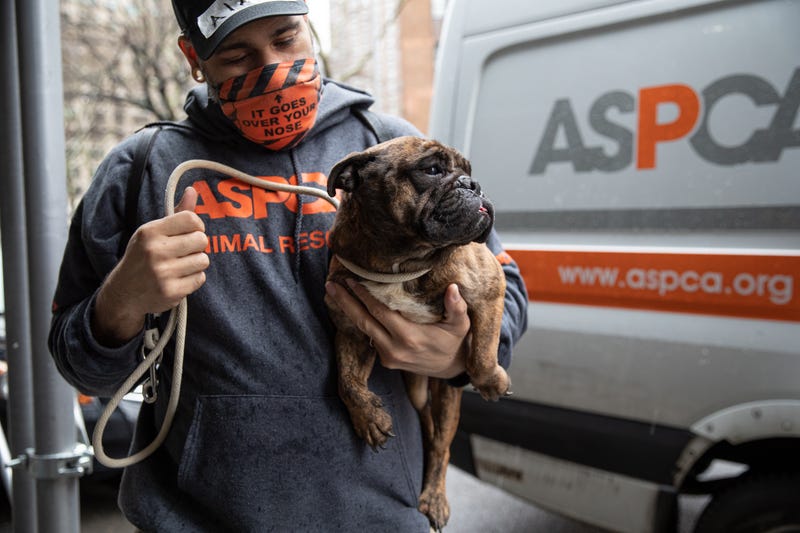 Rescued dog with ASPCA worker