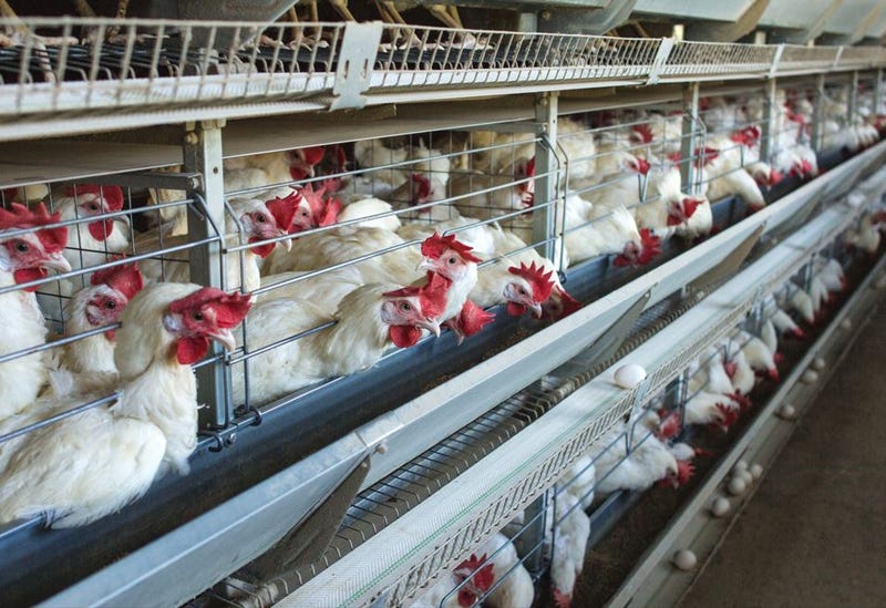 bird flu