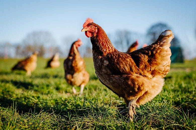 chickens