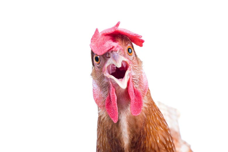 Chicken head