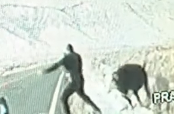 cow chasing officer