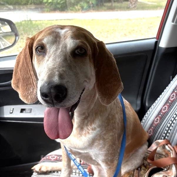 Coop at the Humane Society of North Central Florida