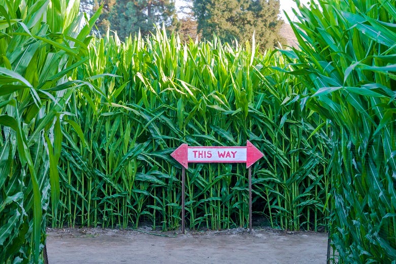 Corn Maze with sign say "this way"