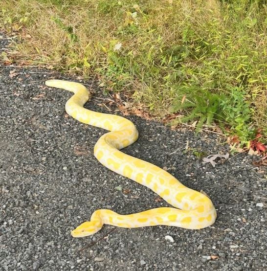 snake found