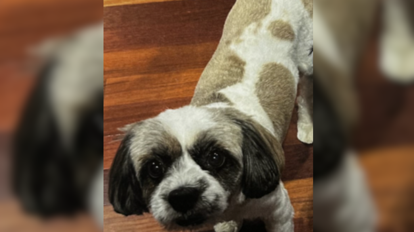 Epileptic dog stolen from Long Island home needs medication