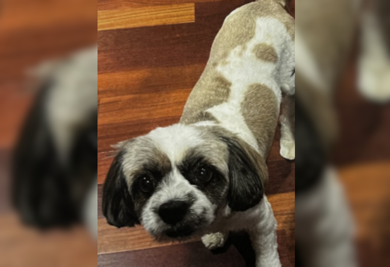 A search is underway for a missing shih tzu–poodle mix named Bandit, who was stolen from the front yard of a home on Beverly Road in Huntington Station on the night of June 21
