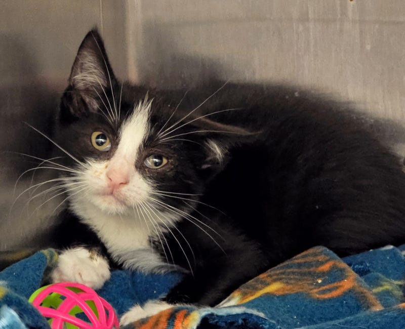One kitten survived the ordeal and was cared for at a veterinary center over the summer