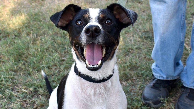 Cafe @ Austin Humane Society 10/23/24