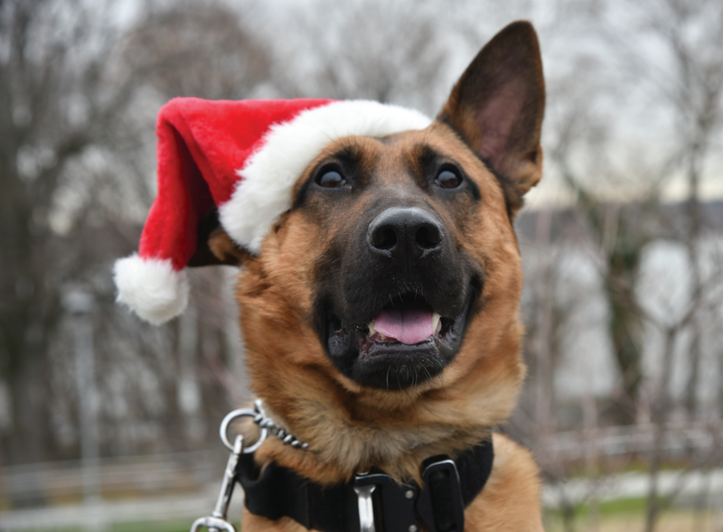 New York City Police Foundation's NYPD Canine & Friends 2021 Calendar