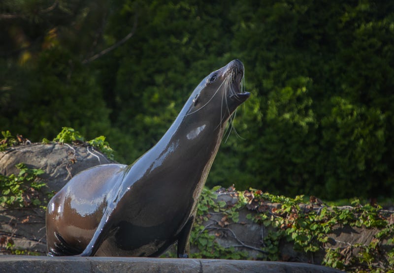 St. Louis Zoo