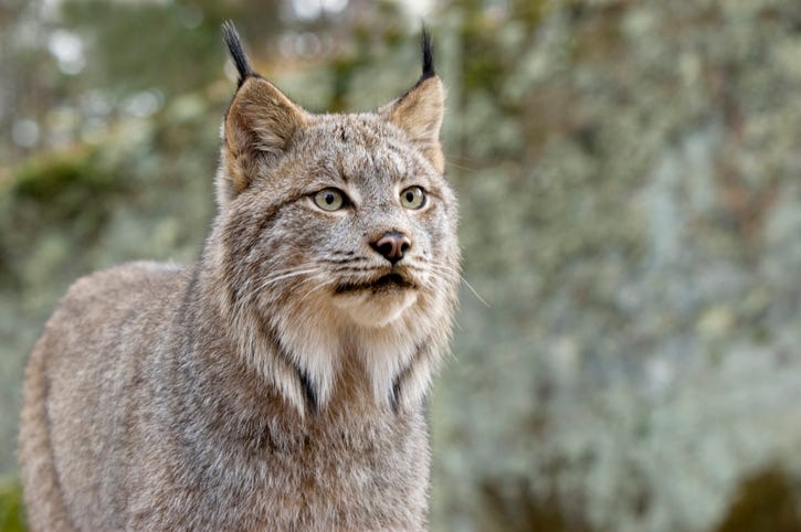 Canada Lynx