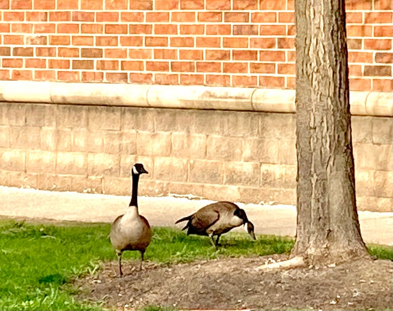 geese