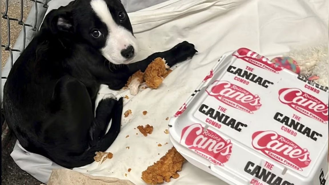 Sick Kentucky canine goes viral for her favorite food - Raising Cane's chicken fingers