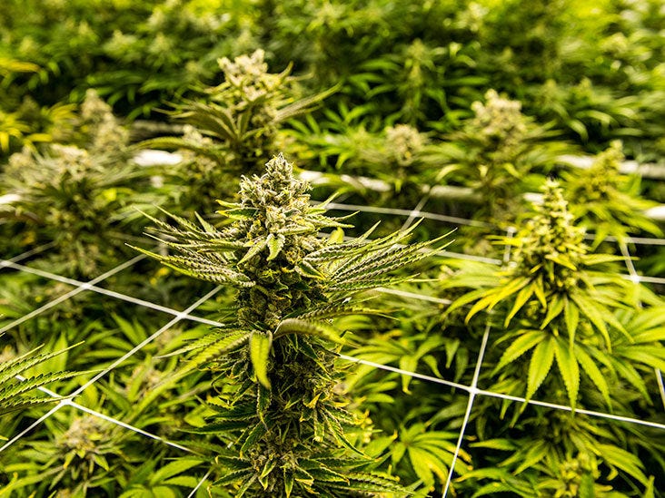 A batch of cannibis plants.