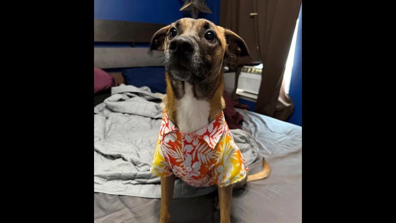 Small dog wearing Hawaiian shirt