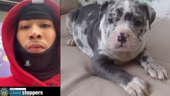 3 hombres roban un perro a punta de pistola en el Bronx