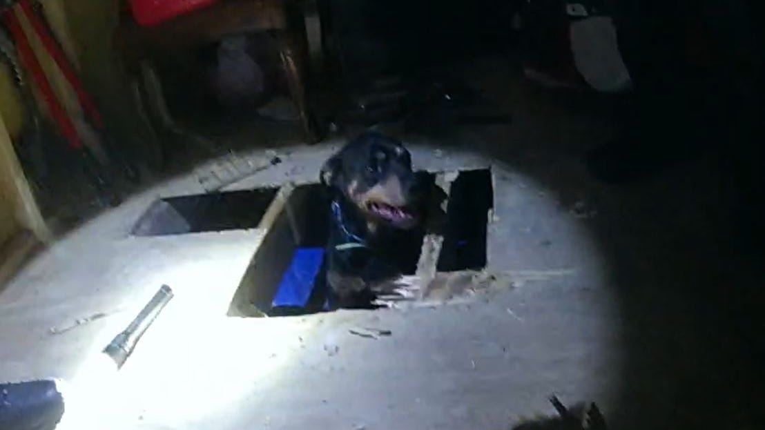North Richland Hills police officers team up to free dog trapped under shed