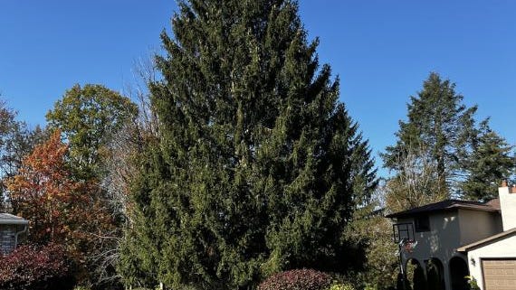 El árbol de Navidad de 2023 del Rockefeller Center será cortado la próxima semana