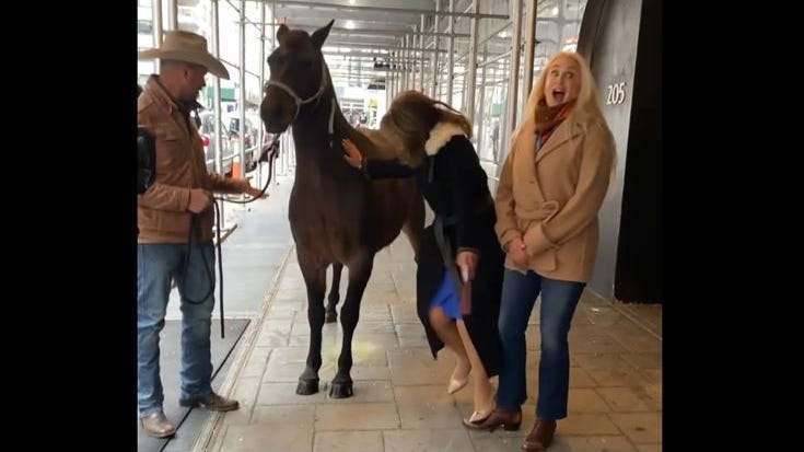 VIDEO: Horse urinates during live 'Good Day NY' segment, Rosanna Scotto leaps in fear