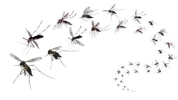 Mosquitos invaden Manhattan y Brooklyn