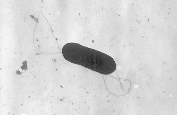 listeria en  nyc