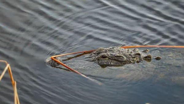 Continúa la búsqueda del caimán visto en un parque de Nueva Jersey