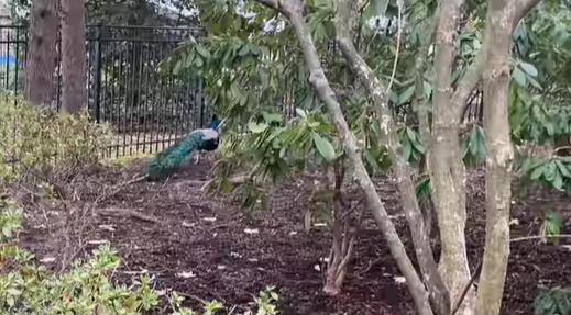 Mt. Lebanon Peacock