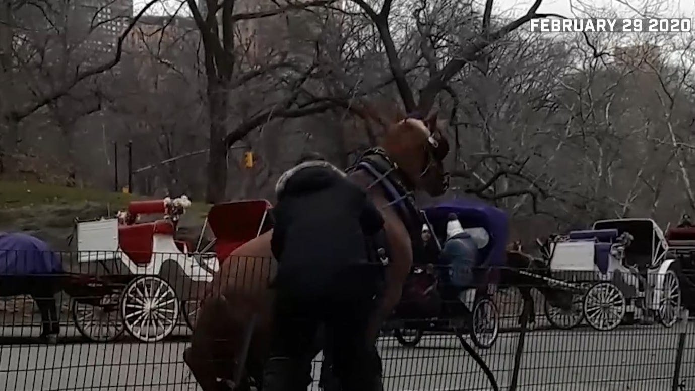 VIDEO: 'Sopranos' star Edie Falco calls for an end to 'abuse' of carriage horses in PSA