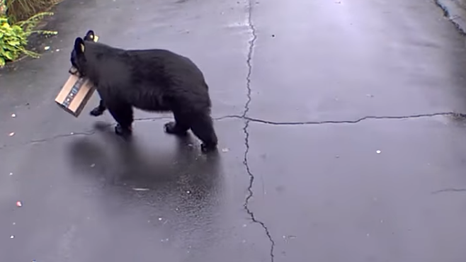 VIDEO: Buy your own toilet paper! Bear caught taking Amazon box from CT couple's porch