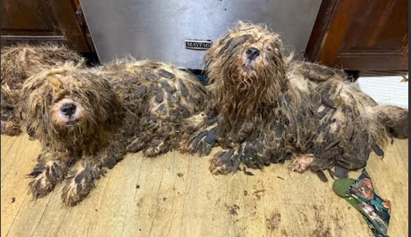 Dogs rescued from hoarder situation in Christian County, MO