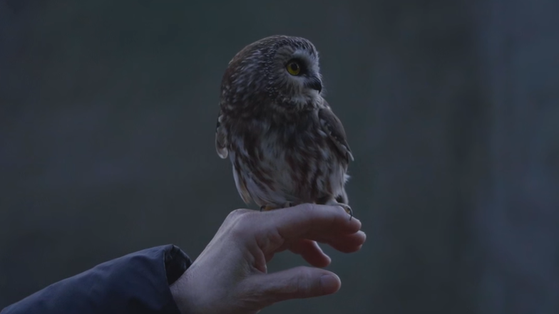 NEW VIDEO: Rockefeller Center Christmas tree owl 'Rocky,' released into wild from Upstate sanctuary
