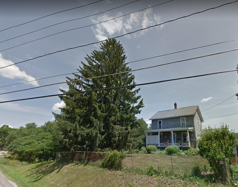 A tree at 3851 State Highway 23 in Oneonta, N.Y., which is this year's Rockefeller Center Christmas tree, according to local reports. 