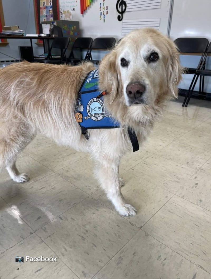 Noah The Comfort Dog, Facebook