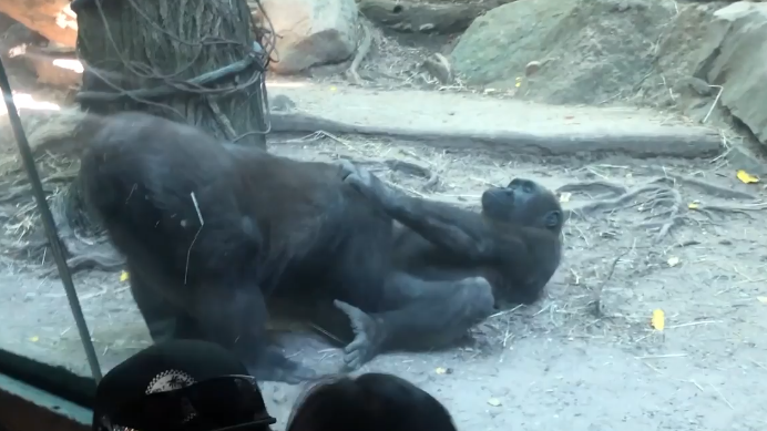 VÍDEO: ¿Zoológico del BronXXX? Dos gorilas realizan acto sexual frente a los sorprendidos visitantes