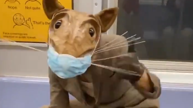 VIDEO: Buddy the Rat is back … dragging a slice of pizza on subway platform, wearing a mask on a train