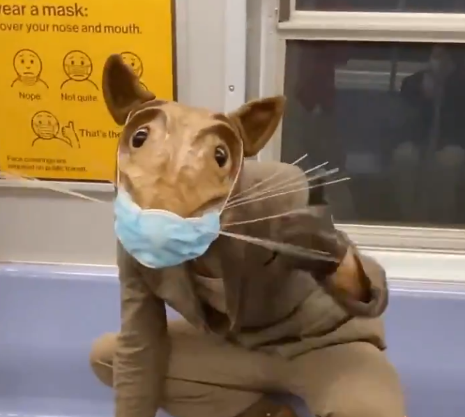 Buddy the Rat strikes again
