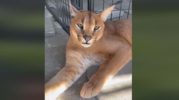 Royal Oak woman to relocate 4 African cats after multiple escapes, 'hysteria'