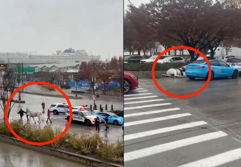 The horse crashed into several vehicles before falling on the West Side Highway