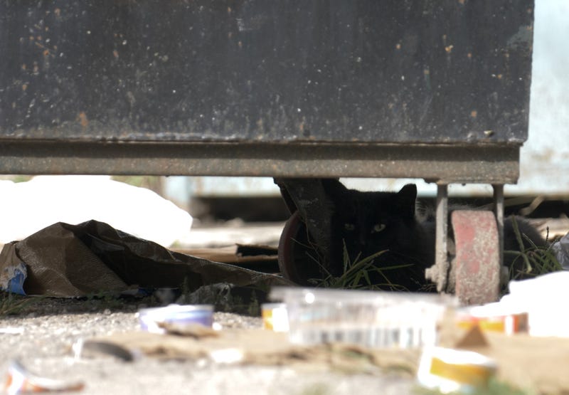 A feral cat rests underneath a Chicago dumpster.