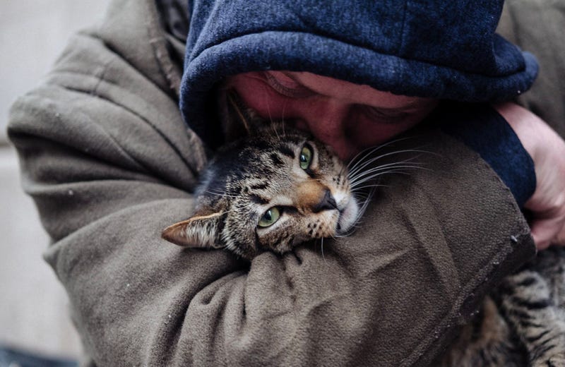 Photo: Cat Daddies Movie