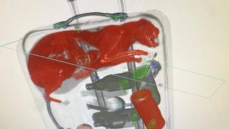 An X-ray image of a cat inside carry-on luggage.
