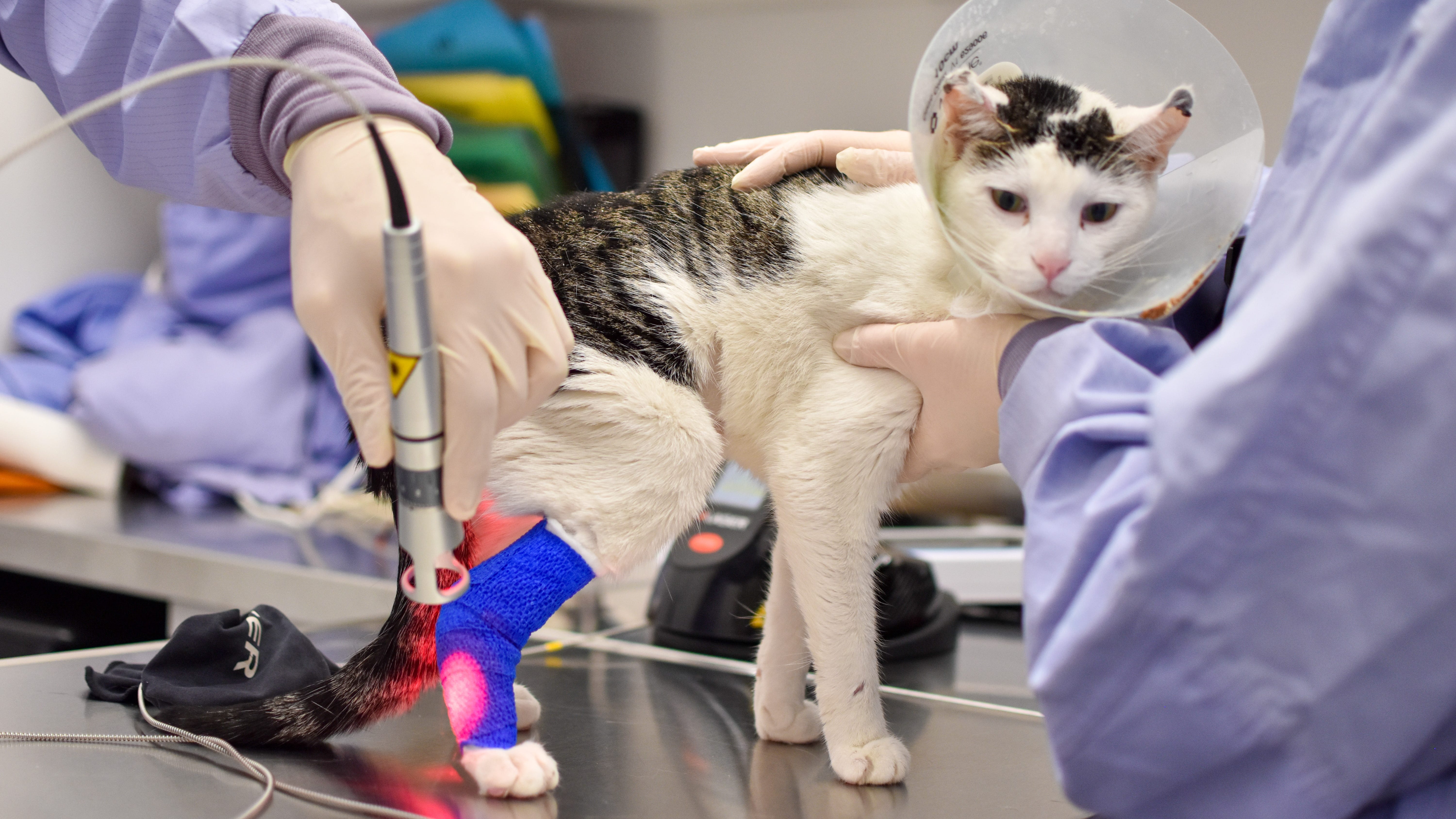 PAWS Chicago to unveil $9 million medical facility expansion in Little Village