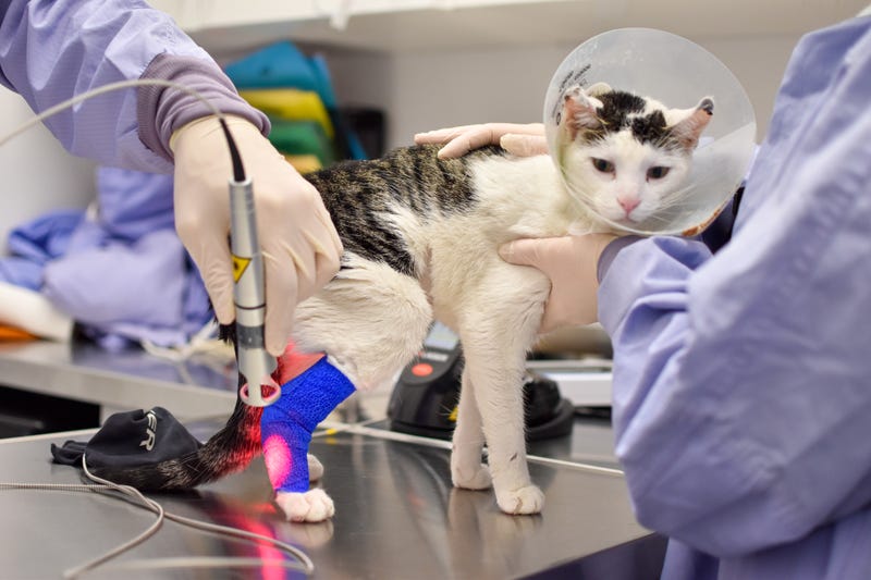 PAWS Chicago to unveil $9 million medical facility expansion in Little Village