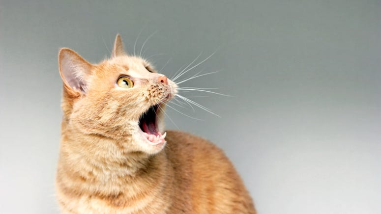 Nerf releases toy gun for cat owners that shoots catnip discs