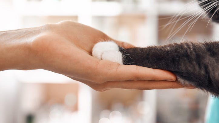 19-year old shelter cat gets new home with help from TikTok