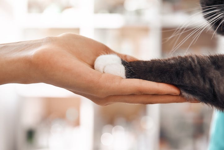 woman holding cat's paw