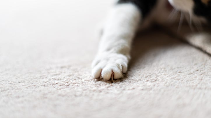 'Zombie Cat,' buried alive in 2015, is now doing 'amazing'