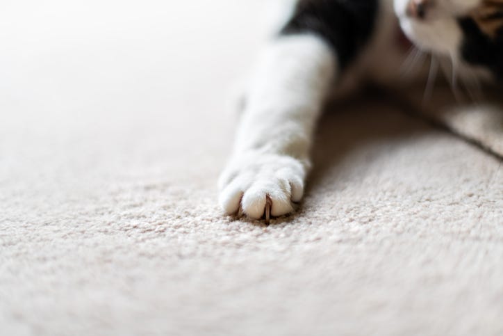 cat paw