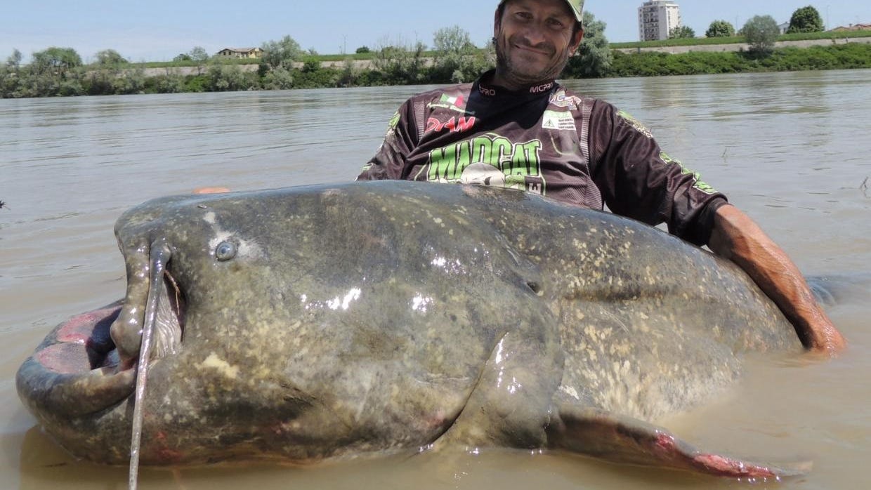 Record-breaking 9 foot catfish caught