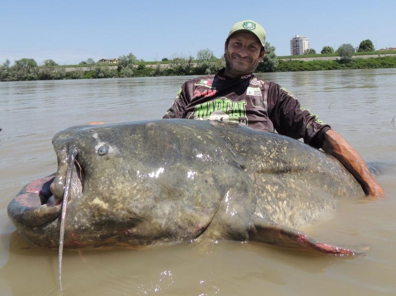 Record catfish